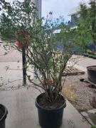 Bluecrop Blueberry Tree