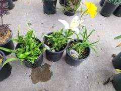2) Hemerocallis Happy Returns, Dwarf Asiatic Lilly