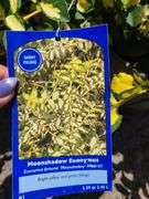 3) Moonshadow Euonymus Shrubs