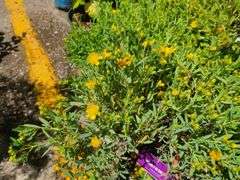 4) Cobalt-N-Gold Hypericum