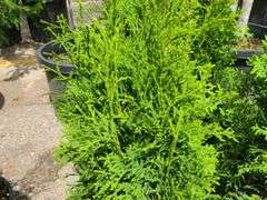 6) Skybound Arborvitae