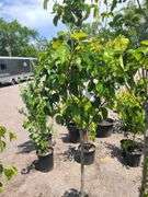 2) Cleveland Select Flowering Pear Trees