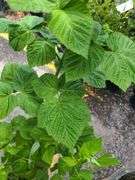 Raspberry Plant