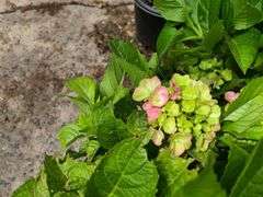2) Hydrangea