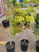 2) Aurora Hybrid Dogwood