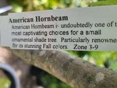 American Hornbeam Tree