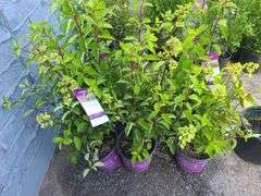 6) Berry White Hydrangeas
