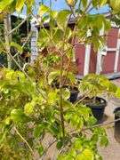 2) Aurora Hybrid Dogwood