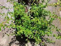 4) Cotoneaster Coral Beauty