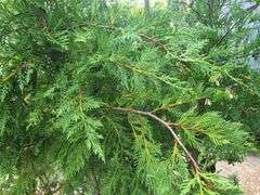 3) Arborvitae