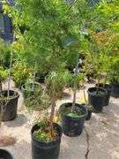 Leyland Cypress