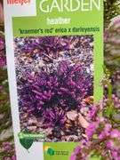 3) Purple Heather Calluna Vulgaris