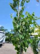 Shade Tree
