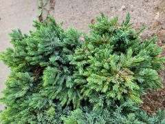 6) Blue Star Juniper
