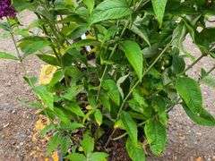 3) Miss Molly Butterfly Bush