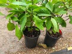 2) Fringe Tree
