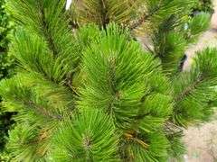 Austria Pine