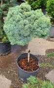 Dwarf Alberta Pom Pom Spruce