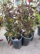 5) Red Barron Ninebark