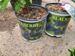 2) Apache Thornless Blackberry