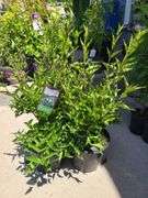 3) Miss Kim Lilac Plants