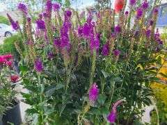 5) Purplegum Candles Veronica