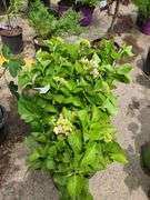 2) Hydrangea