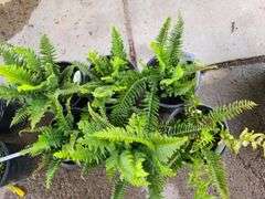 6) Polystichum Munitum Western Sword
