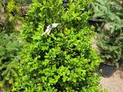 Bush