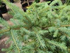2) Colorado Blue Spruce