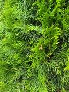 2) Emerald Green Arborvitaes
