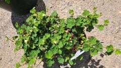 2) Creeping Raspberry