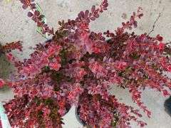 4) Royal Burgundy Barberry