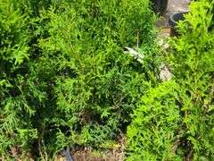 7) Skybound Arborvitae