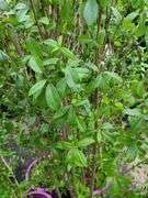 4) Straight Talk® Privet