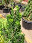 Pine Tree