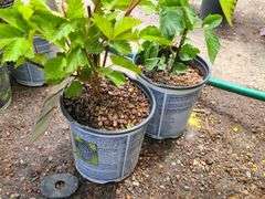 2) Apache Thornless Blackberry