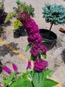 Blue Chip Butterfly Bush