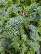 Colorado Blue Spruce