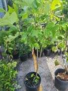 Tulip Tree