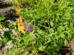 Thornless Gooseberry