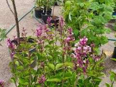 2) Josee Reblooming Lilac