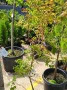Radiant Japanese Maple
