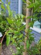 Siberian Elm