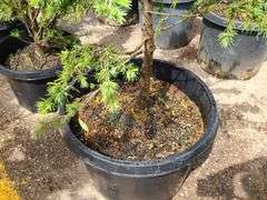 Spruce