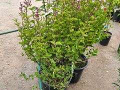 2) Josee Reblooming Lilac