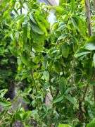 4) Straight Talk® Privet