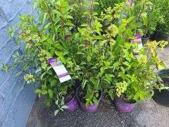 6) Berry White Hydrangeas