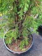 Cedar Tree