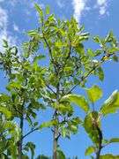 Cleveland Select Flowering Pear Tree, Apple Tree